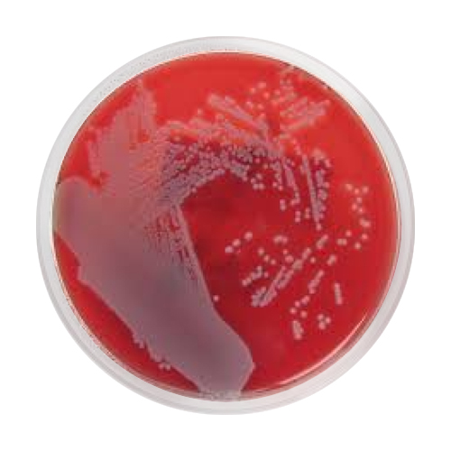 BD™ Mac Conkey II Agar