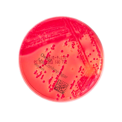 Oxoid MacConkey-Agar